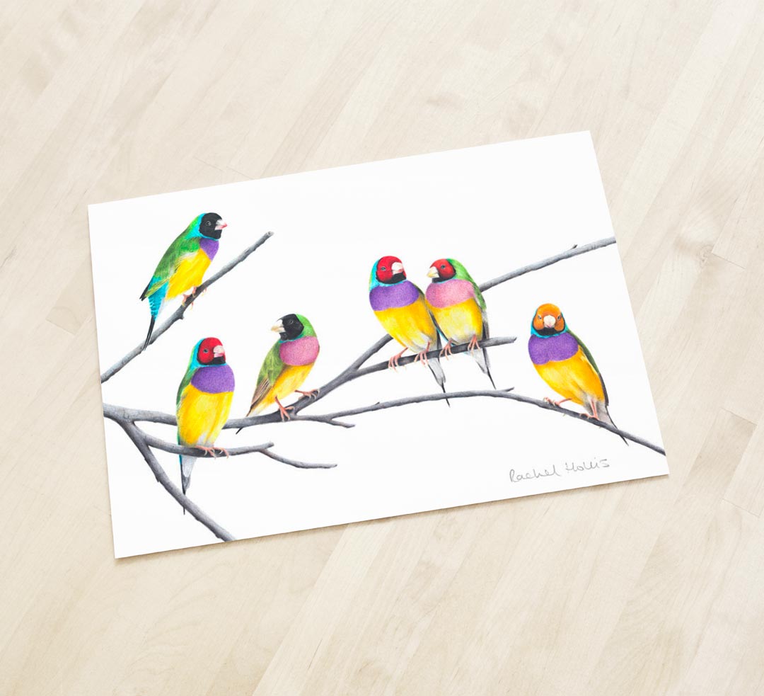 Gouldian Finches – Fine Art Print Gouldian Finches – Fine Art Print