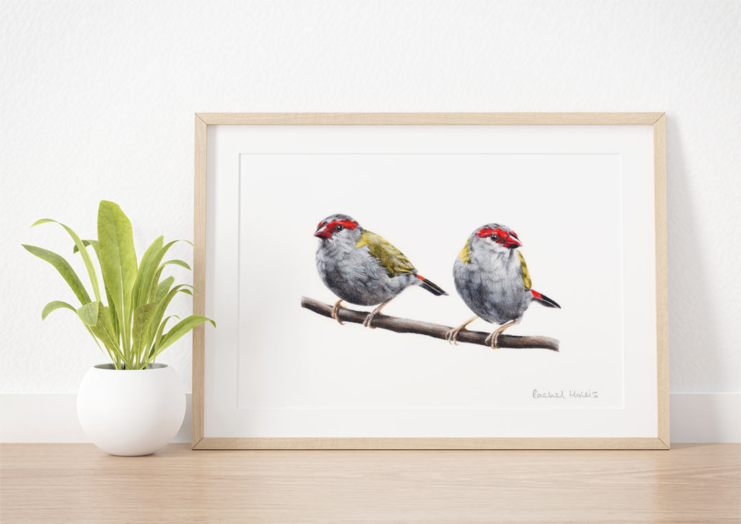 Red-browed Finches – Example of Framed Fine Art Print Red-browed Finches – Example of Framed Fine Art Print