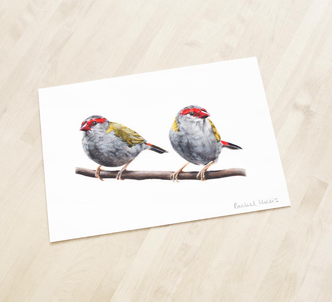 Red-browed Finches – Fine Art Print Red-browed Finches – Fine Art Print