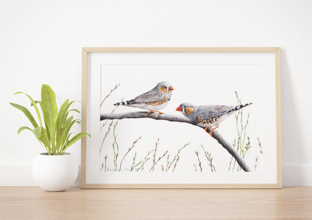 Zebra Finches – Example of Framed Fine Art Print Zebra Finches – Example of Framed Fine Art Print