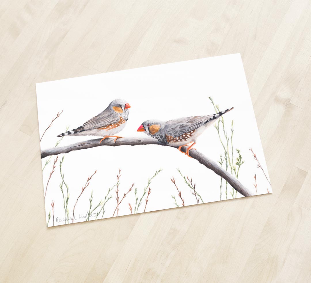 Zebra Finches – Fine Art Print Zebra Finches – Fine Art Print