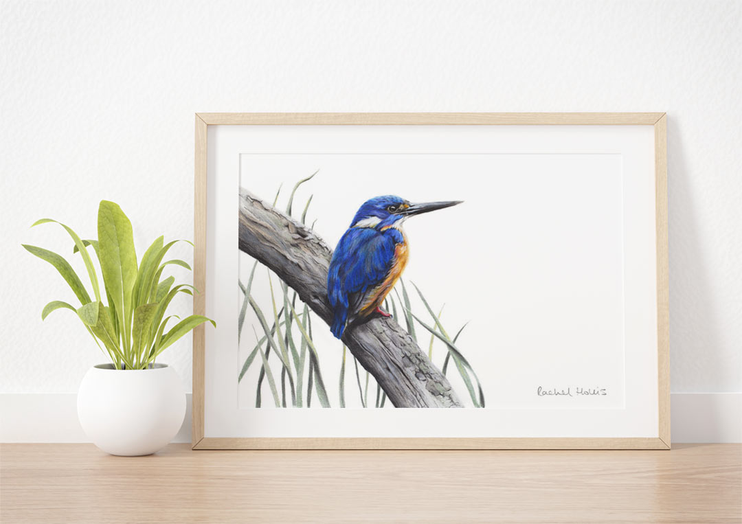Azure Kingfisher – Example of Framed Fine Art Print Azure Kingfisher – Example of Framed Fine Art Print