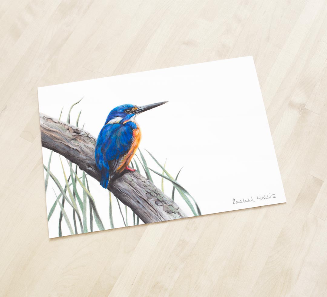 Azure Kingfisher – Fine Art Print Azure Kingfisher – Fine Art Print