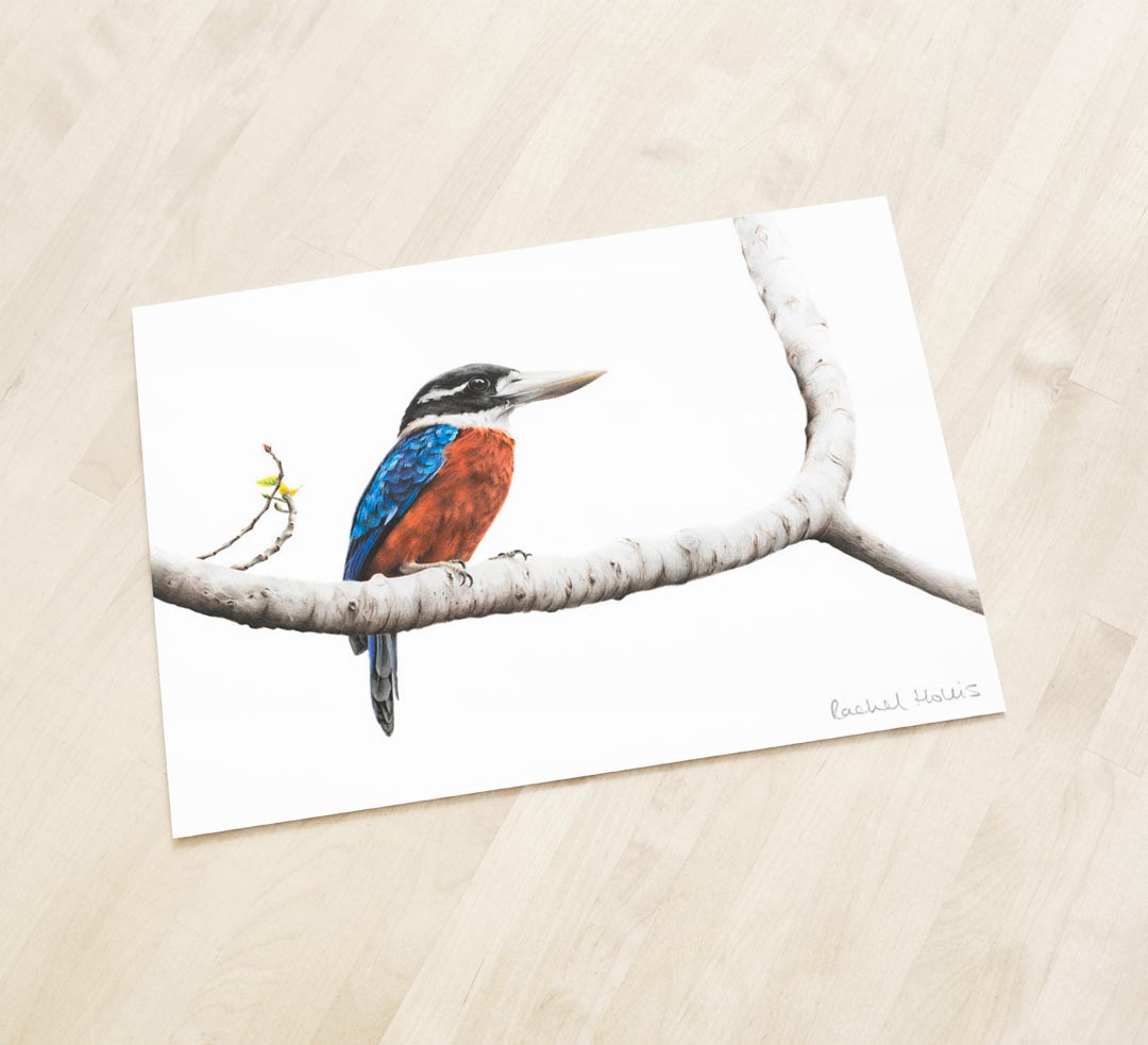 Rufous-bellied Kookaburra - Fine Art Print Rufous-bellied Kookaburra - Fine Art Print