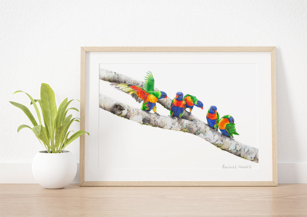Rainbow Lorikeets – Example of Framed Fine Art Print Rainbow Lorikeets – Example of Framed Fine Art Print