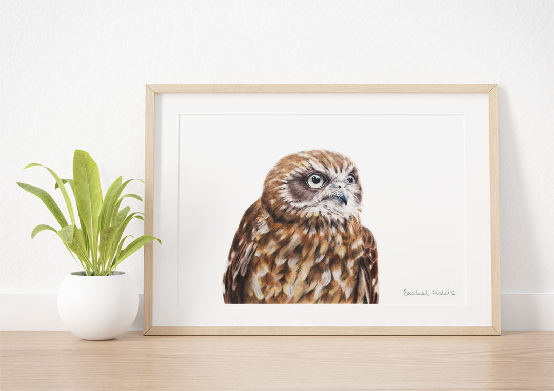 Australian Boobook Owl – Example of Framed Fine Art Print Australian Boobook Owl – Example of Framed Fine Art Print