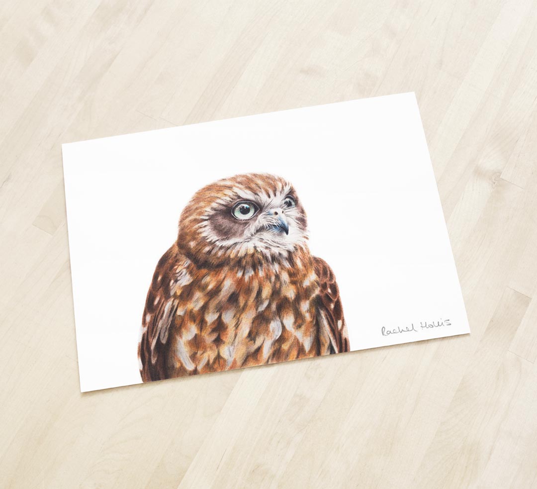 Australian Boobook Owl – Fine Art Print Australian Boobook Owl – Fine Art Print