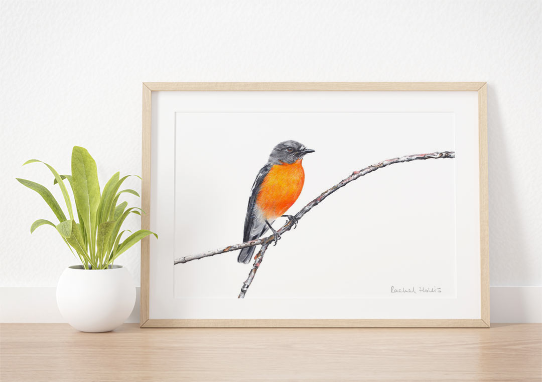 Flame Robin – Example of Framed Fine Art Print Flame Robin – Example of Framed Fine Art Print