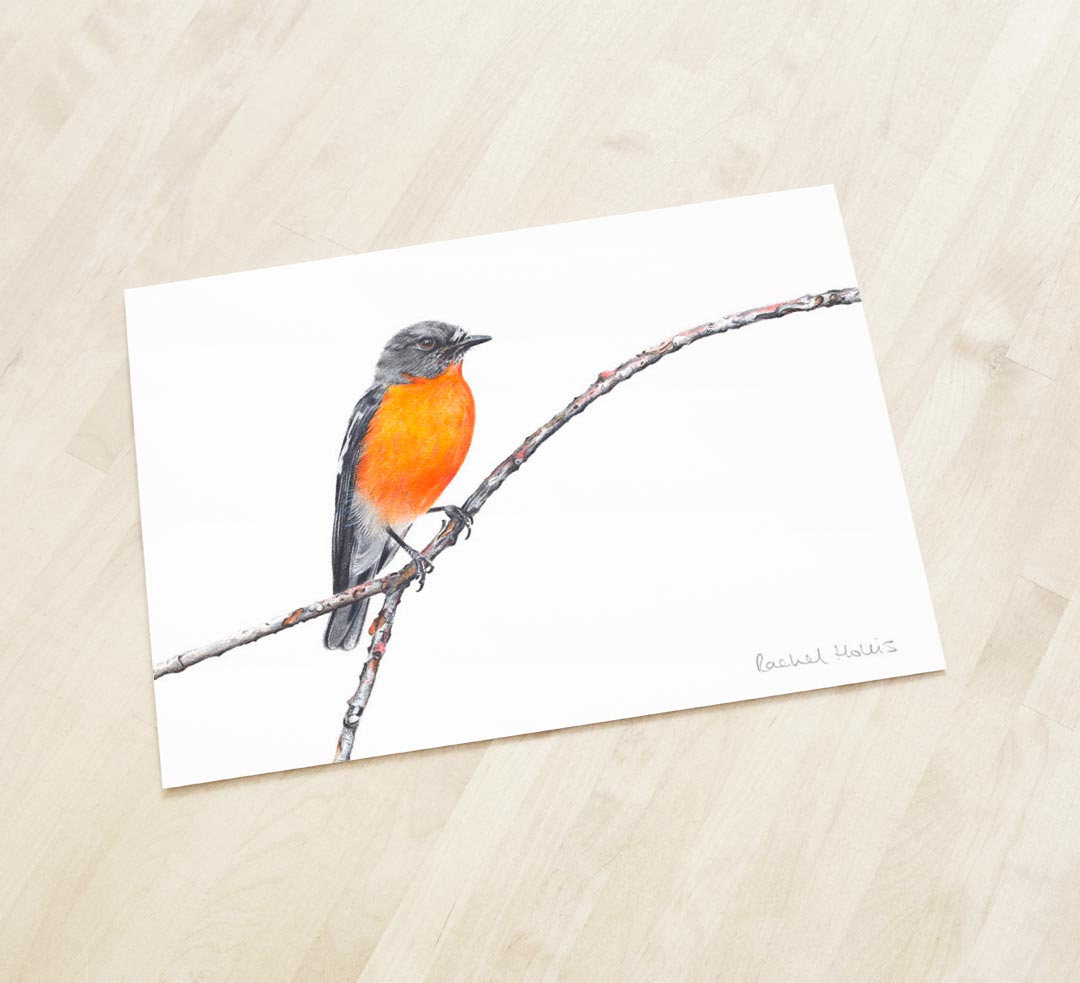 Flame Robin – Fine Art Print Flame Robin – Fine Art Print