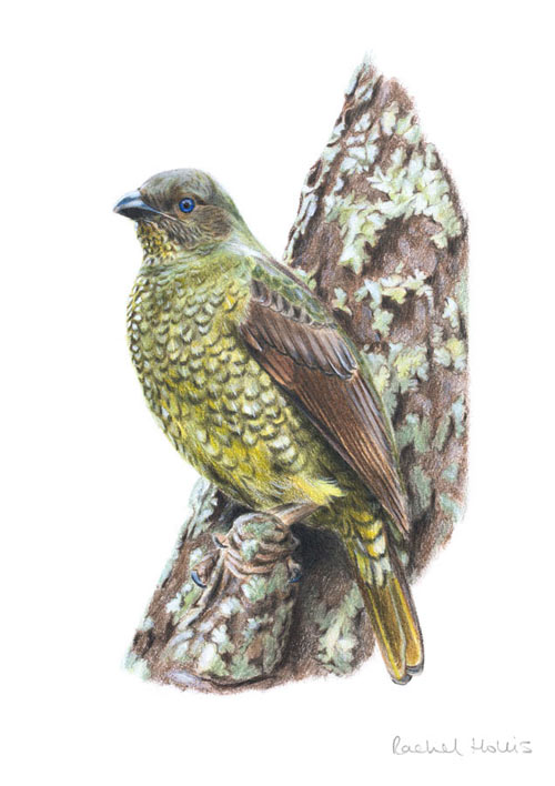 Satin Bowerbird – Fine Art Print Satin Bowerbird – Fine Art Print