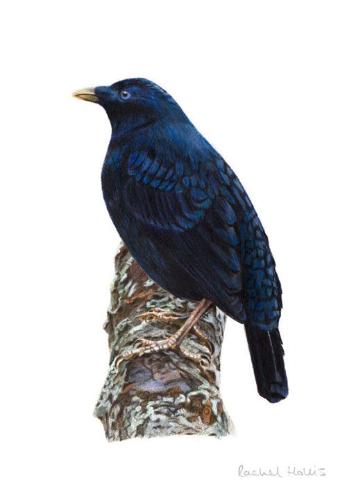 Satin Bowerbird – Fine Art Print Satin Bowerbird – Fine Art Print