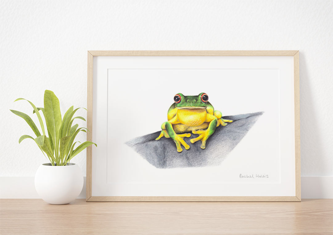 Red-eyed Tree Frog – Example of Framed Fine Art Print Red-eyed Tree Frog – Example of Framed Fine Art Print