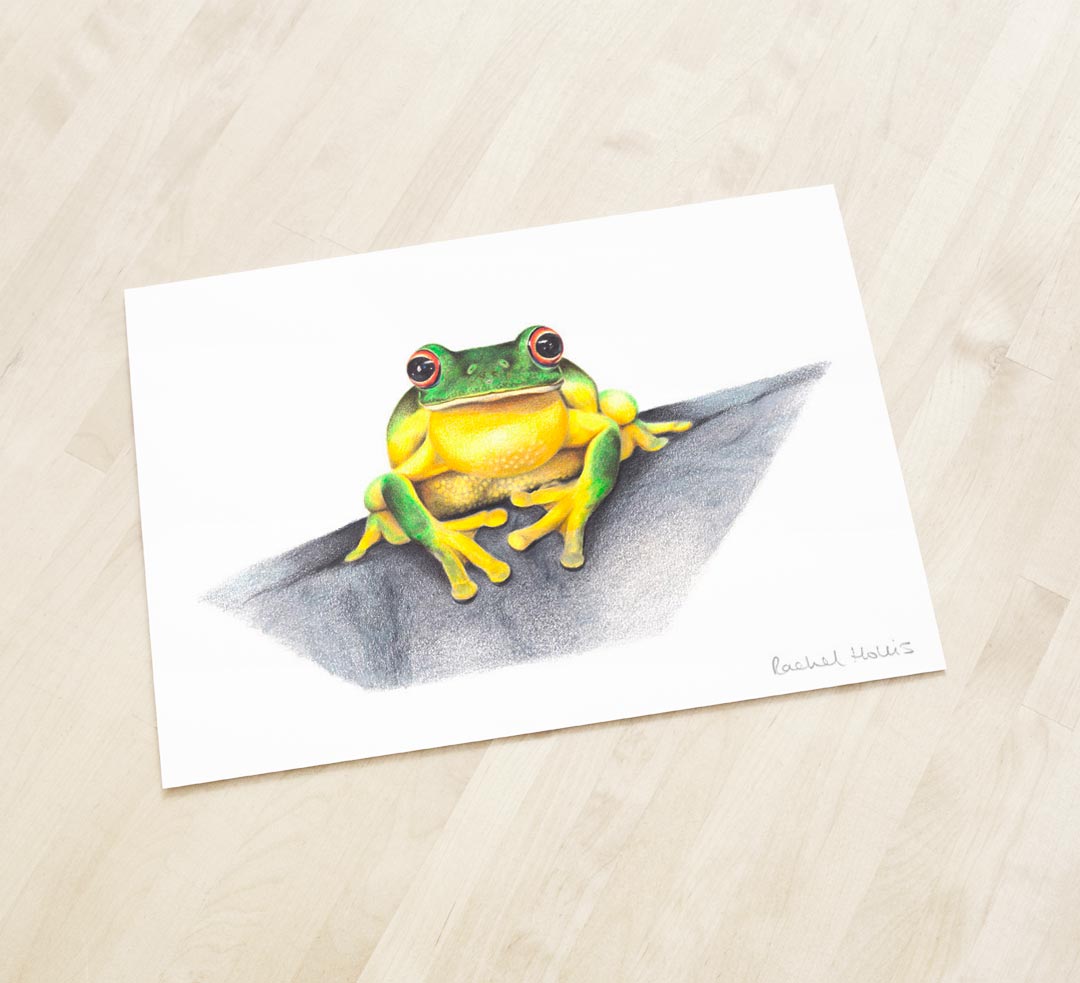 Red-eyed Tree Frog – Fine Art Print Red-eyed Tree Frog – Fine Art Print