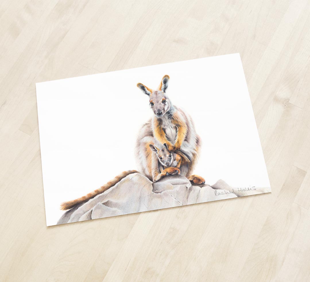 Yellow-footed Rock Wallaby & Joey – Fine Art Print Yellow-footed Rock Wallaby & Joey – Fine Art Print