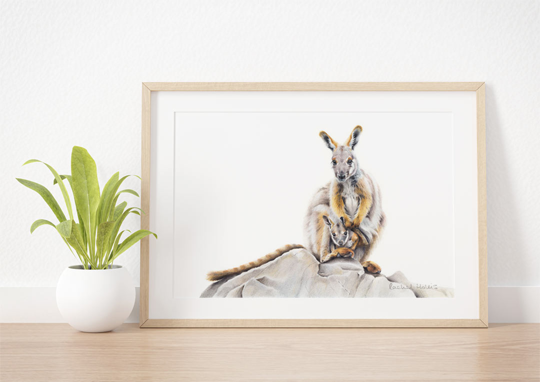Yellow-footed Rock Wallaby & Joey – Fine Art Print Yellow-footed Rock Wallaby & Joey – Fine Art Print