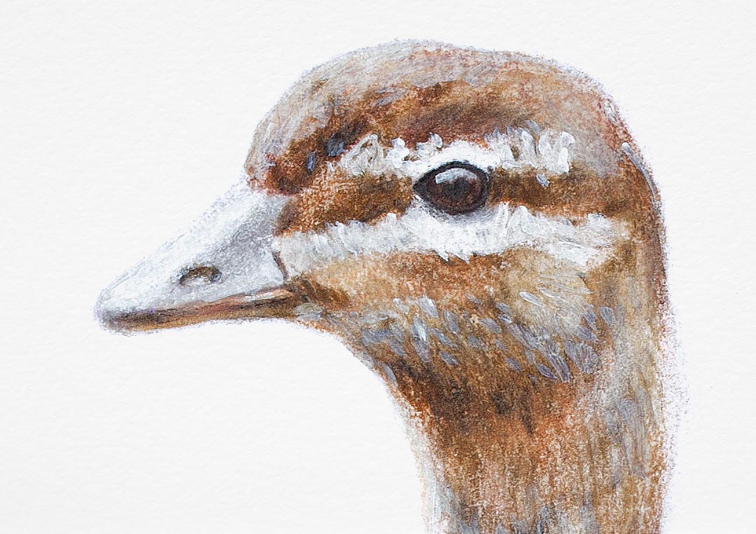 Australian Wood Duck – Fine Art Print Australian Wood Duck – Fine Art Print