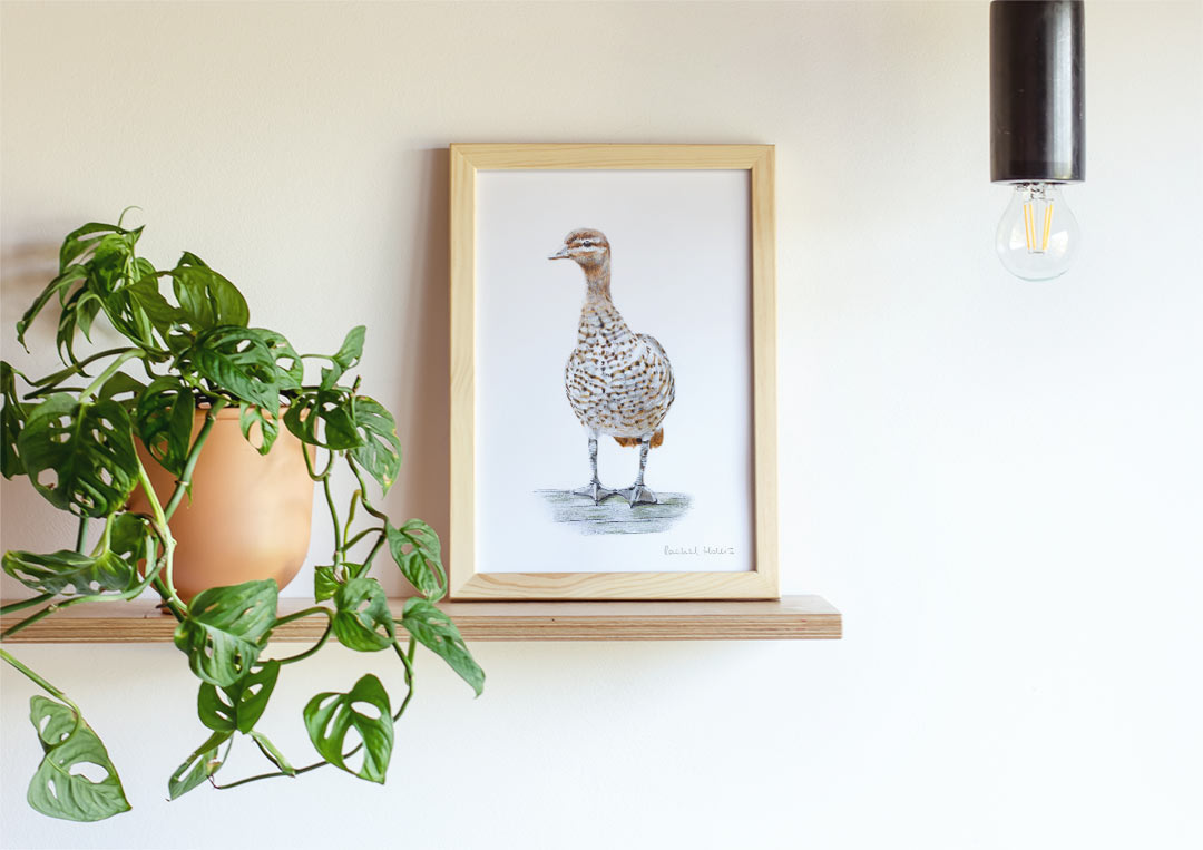 Australian Wood Duck – Example of Framed Fine Art Print Australian Wood Duck – Example of Framed Fine Art Print