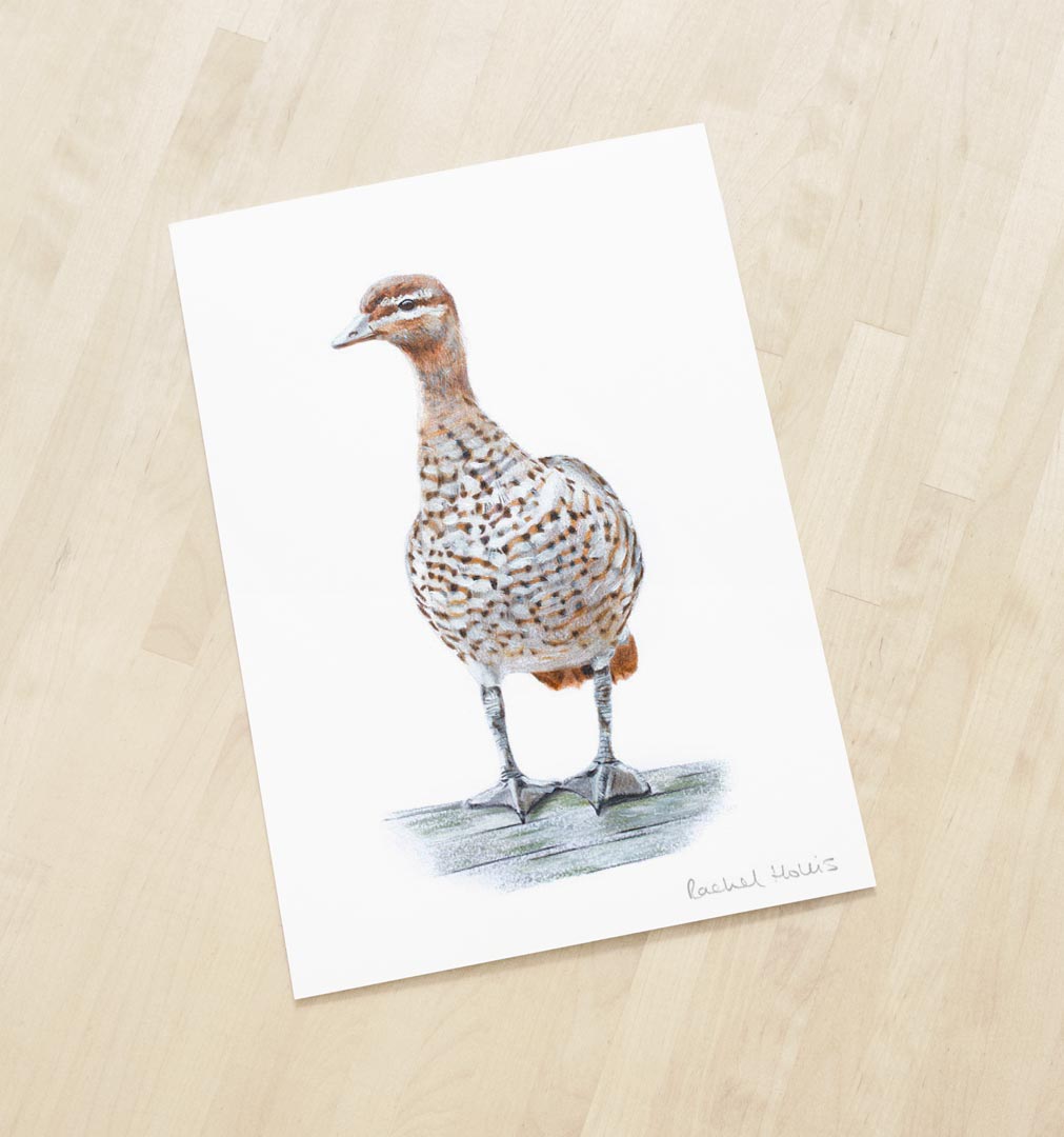 Australian Wood Duck – Fine Art Print Australian Wood Duck – Fine Art Print