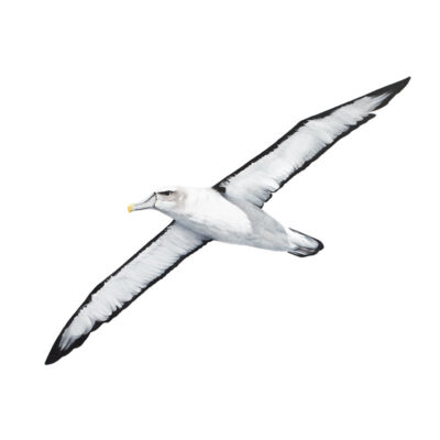 White-capped Albatross – Fine Art Print