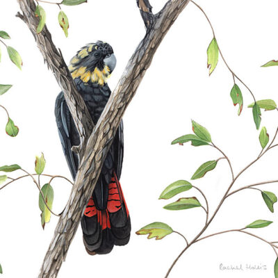 Glossy Black Cockatoo – Fine Art Print