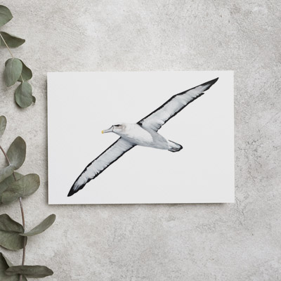 White-capped Albatross - Greeting Card