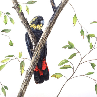Glossy Black Cockatoo, Original Artwork