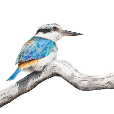 Red-backed Kingfisher - Fine Art Print