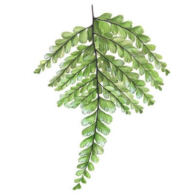 Giant Maidenhair Fern - Original Artwork