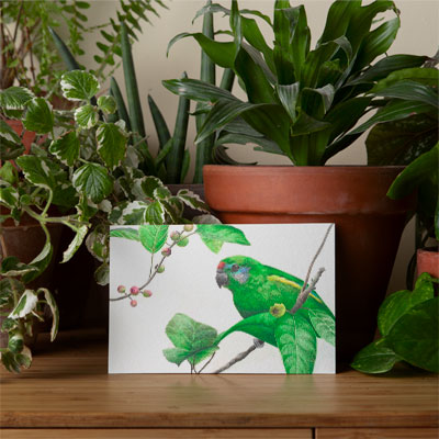 Double-eyed Fig Parrot - Greeting Card