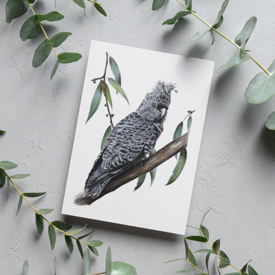 Female Gang-gang Cockatoo - Greeting Card