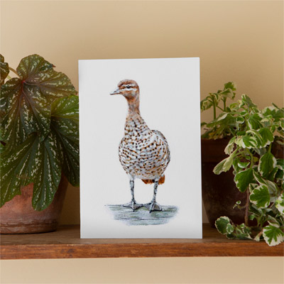 Australian Wood Duck - Greeting Card