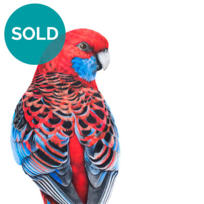 Crimson Rosella Drawing