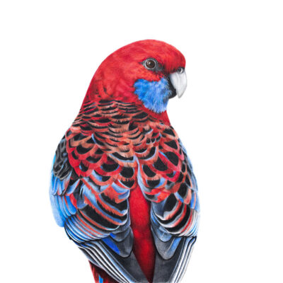 Crimson Rosella Fine Art Print