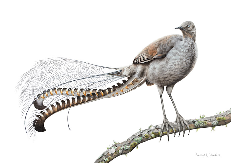 Superb Lyrebird Fine Art Print Superb Lyrebird Fine Art Print