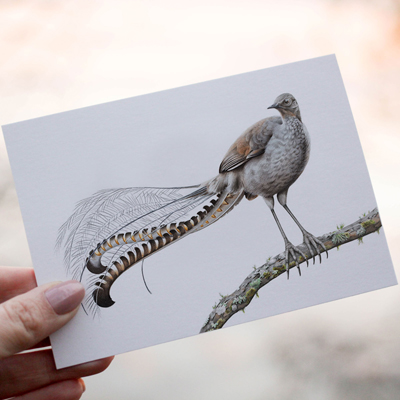 Superb Lyrebird - Greeting Card