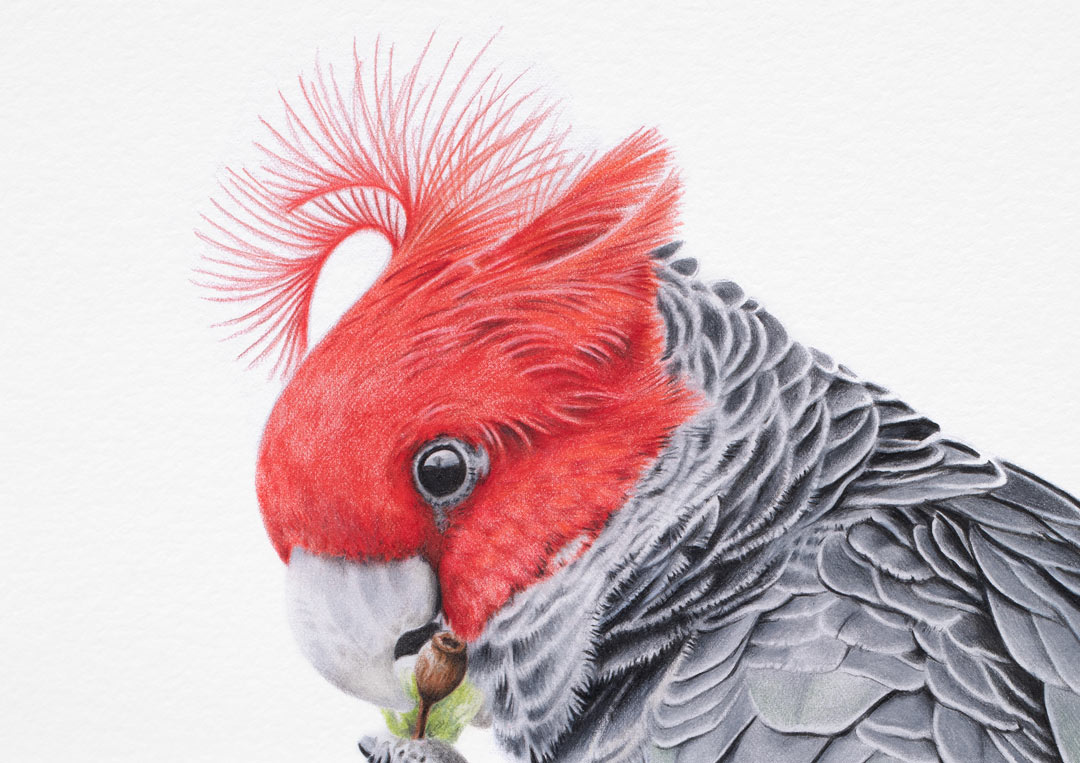 Australian Bird Print Gang-gang Cockatoo Artwork
