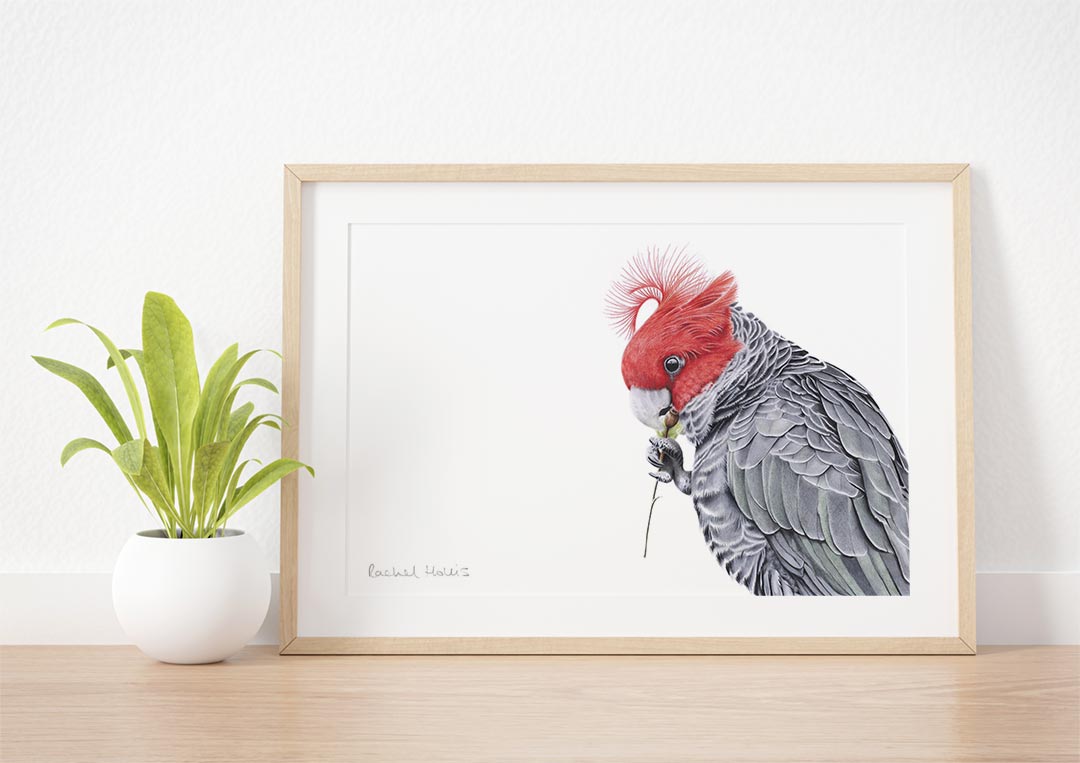 Australian Bird Art Gang-gang Cockatoo Artwork