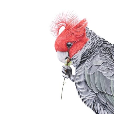Gang-gang Cockatoo Print