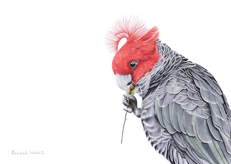 Gang-gang Cockatoo Print Gang-gang Cockatoo Print