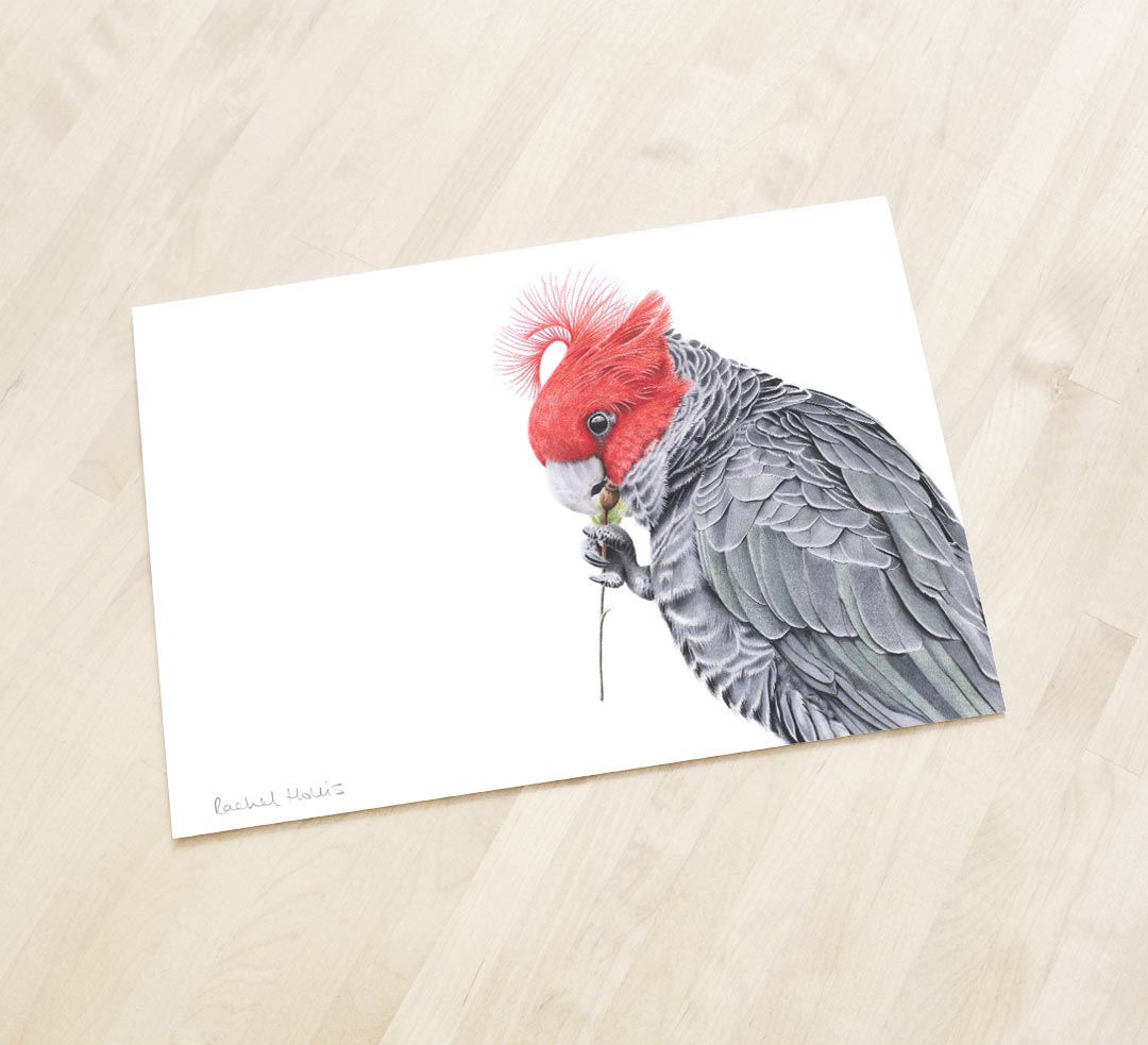Gang-gang Cockatoo Fine Art Print Gang-gang Cockatoo Print