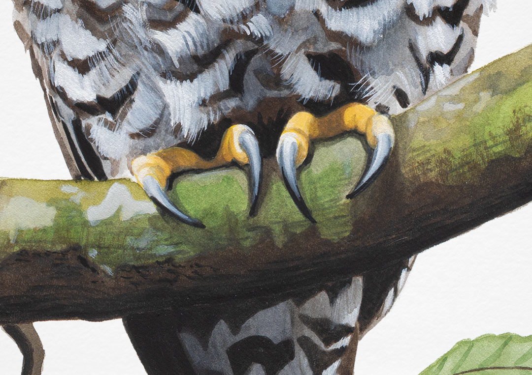 Australian Bird Print Powerful Owl Print