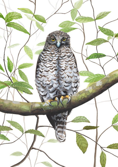 Australian Owl Print Powerful Owl Print