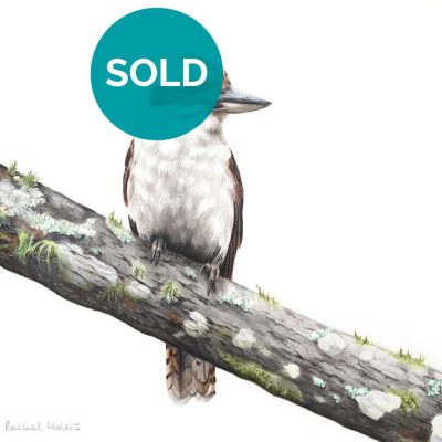Kookaburra Artwork