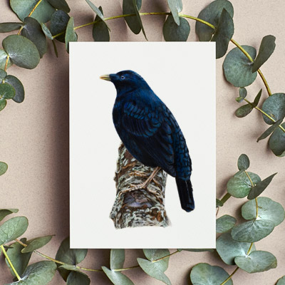 Satin Bowerbird (Male) - Greeting Card