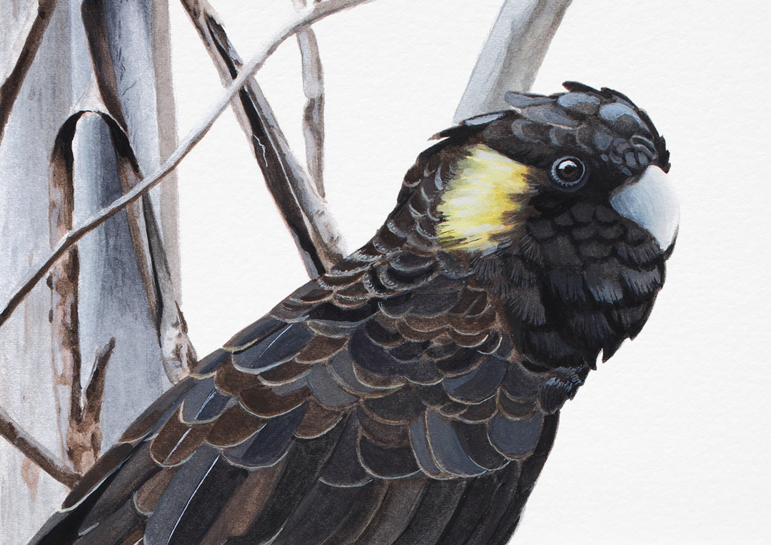 Yellow-tailed Black Cockatoo Fine Art Print Fine Art Print - Yellow-faced Honeyeater
