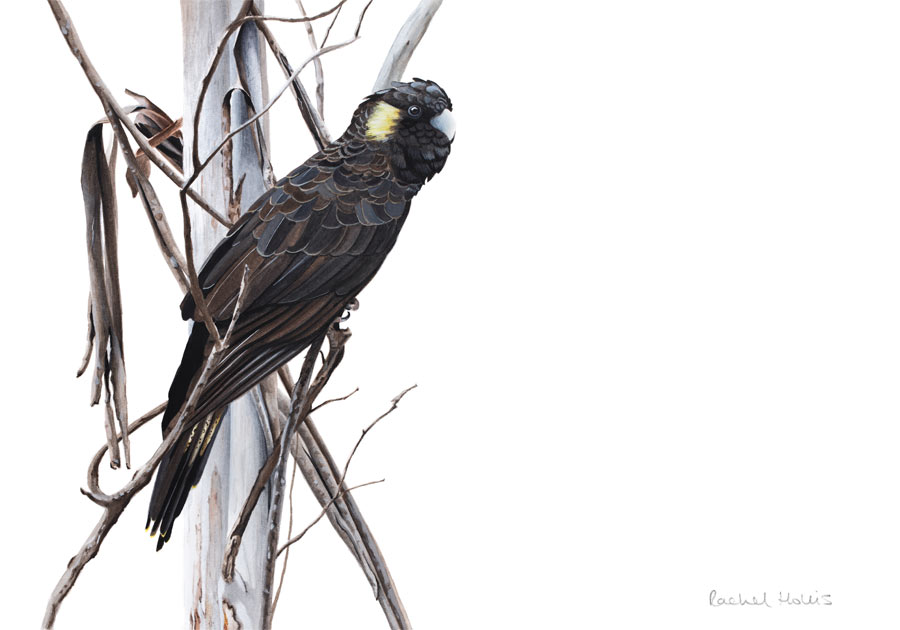 Yellow-tailed Black Cockatoo Fine Art Print Fine art print - Yellow-faced Honeyeater