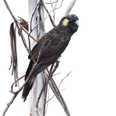 Yellow-tailed Black Cockatoo - Fine Art Print