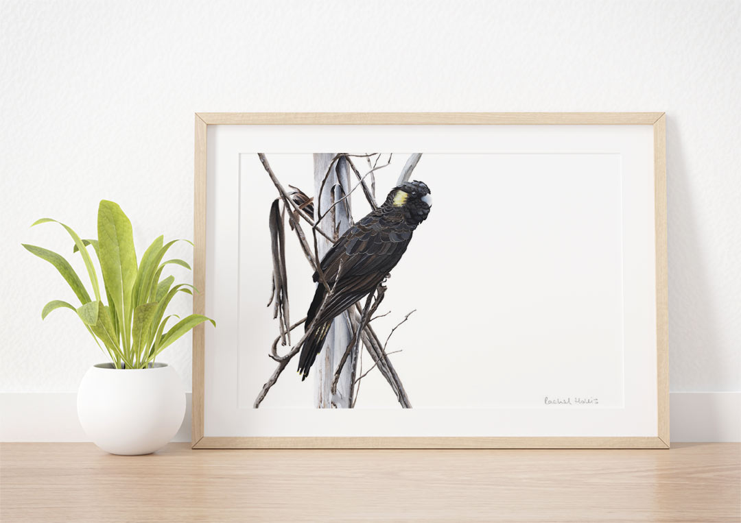Yellow-tailed Black Cockatoo Fine Art Print Fine Art Print - Yellow-faced Honeyeater
