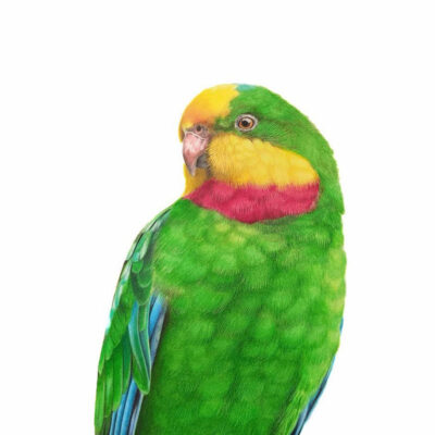 Superb Parrot, Original Artwork