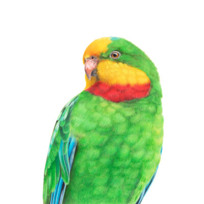 Superb Parrot - Fine Art Print